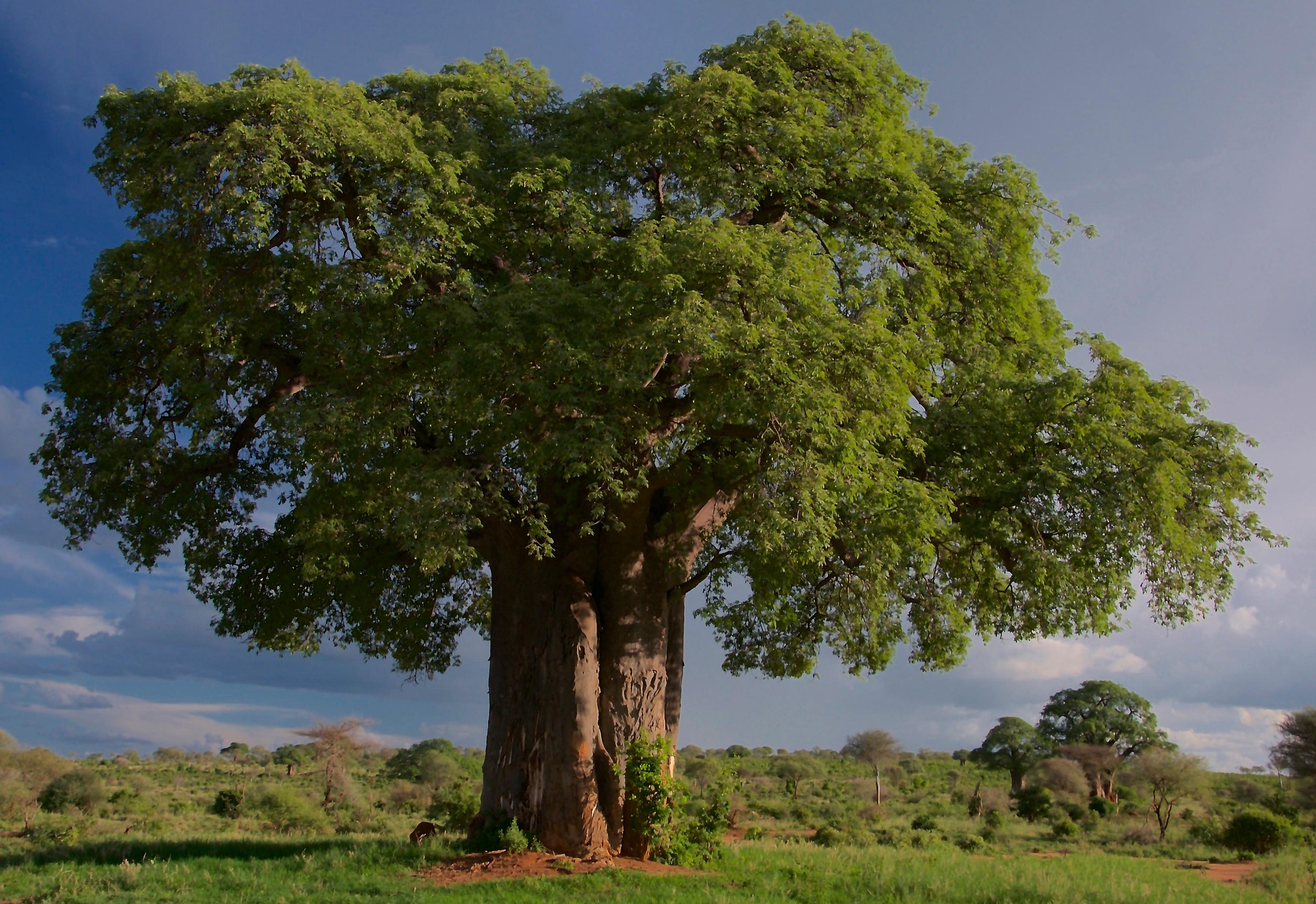 Tarangire National Park