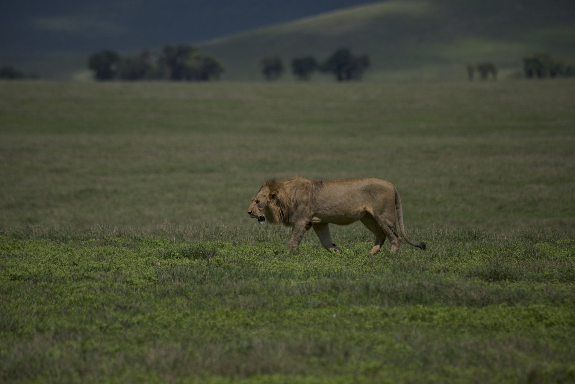 Ngorongoro Conservation Area