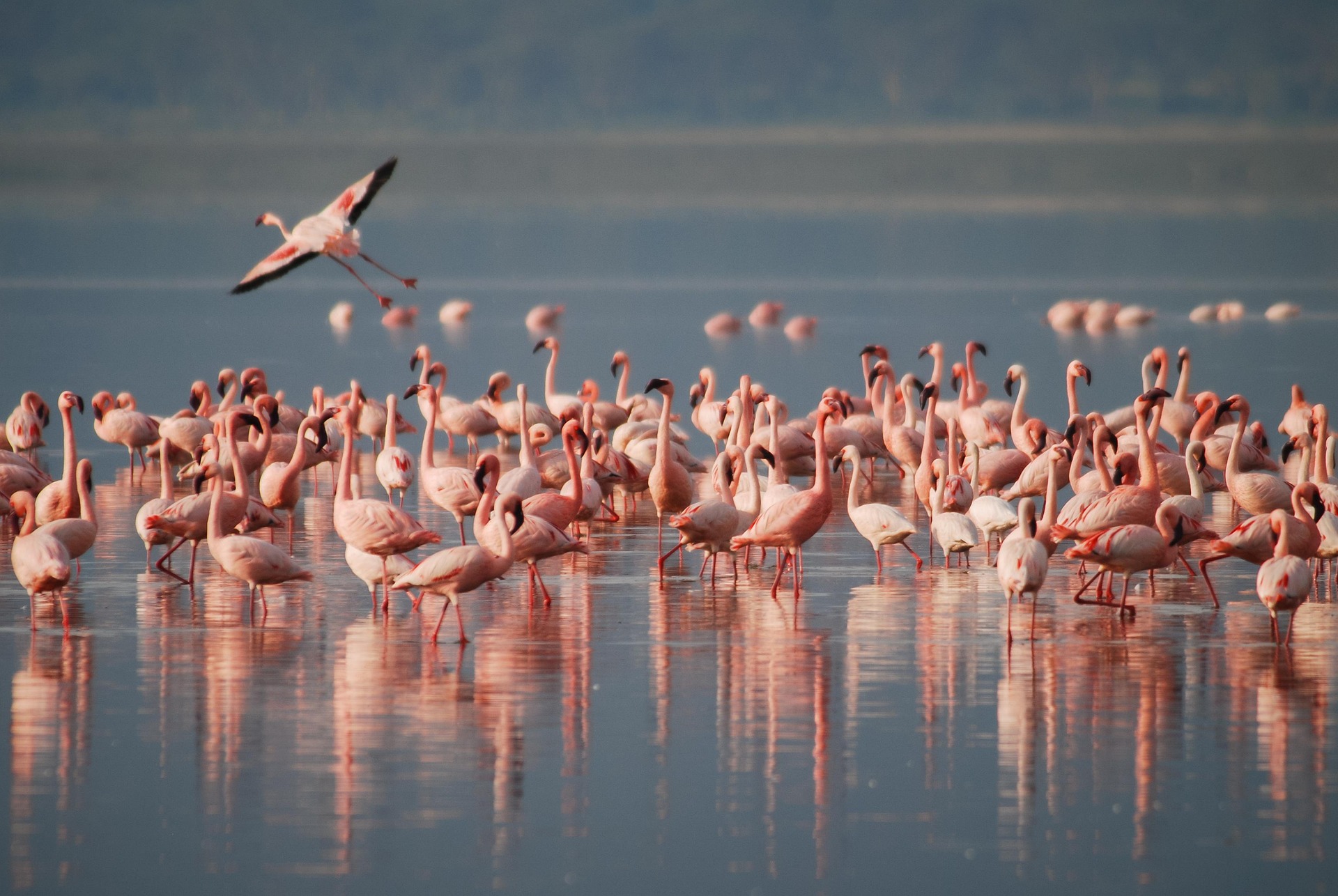 Lake Natron