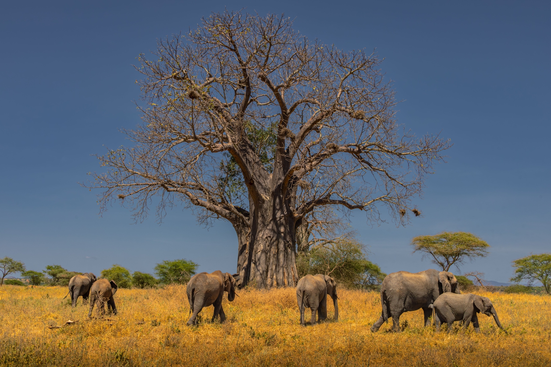 Tarangire National Park