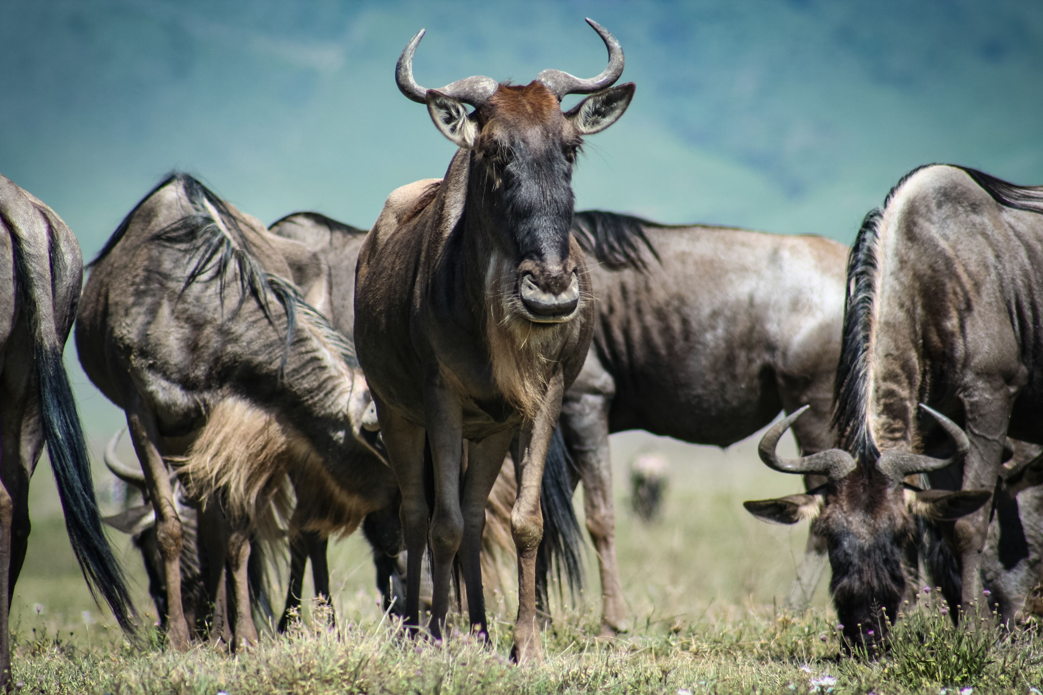 8 Days Safari