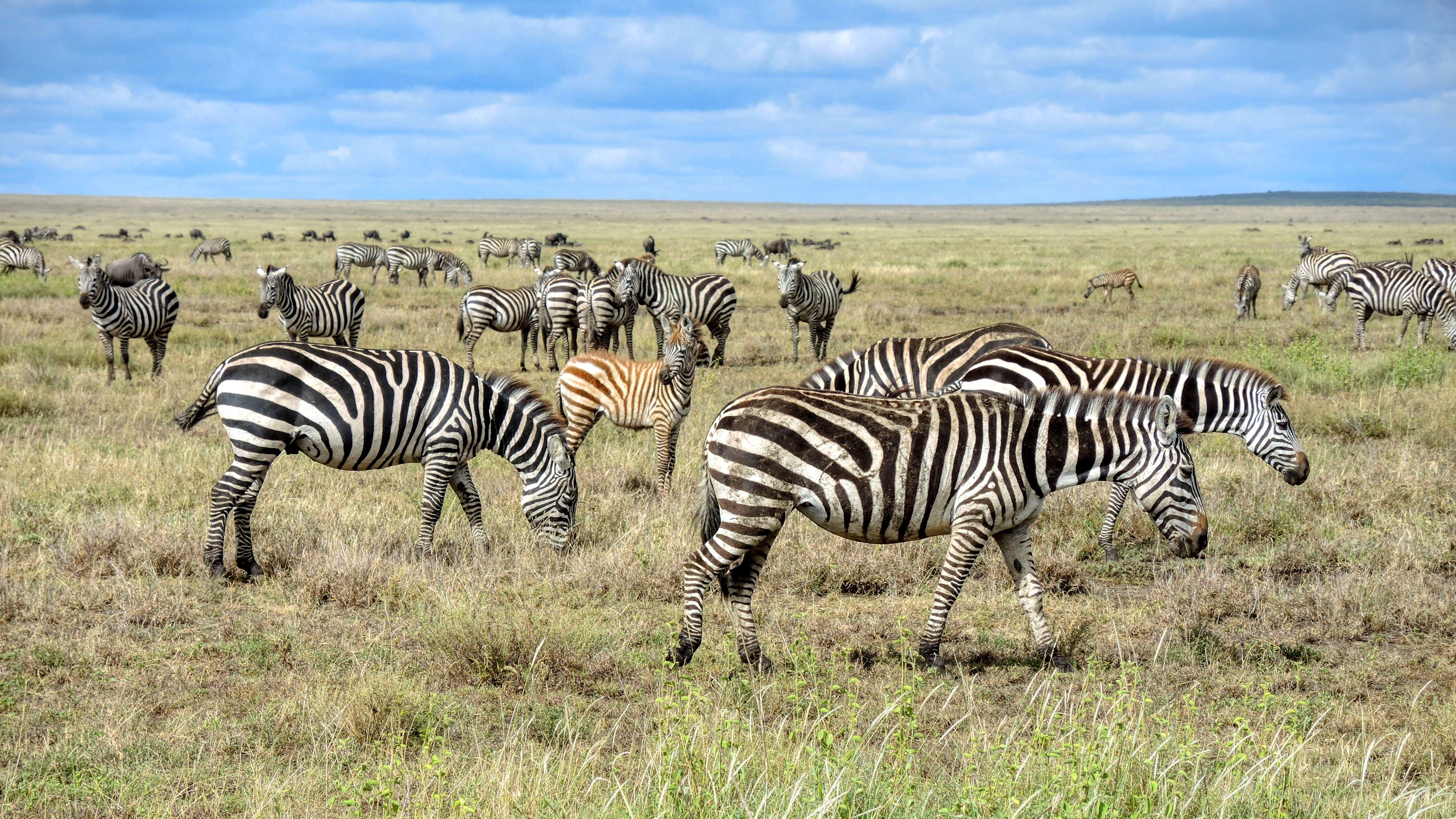 6 Days Safari