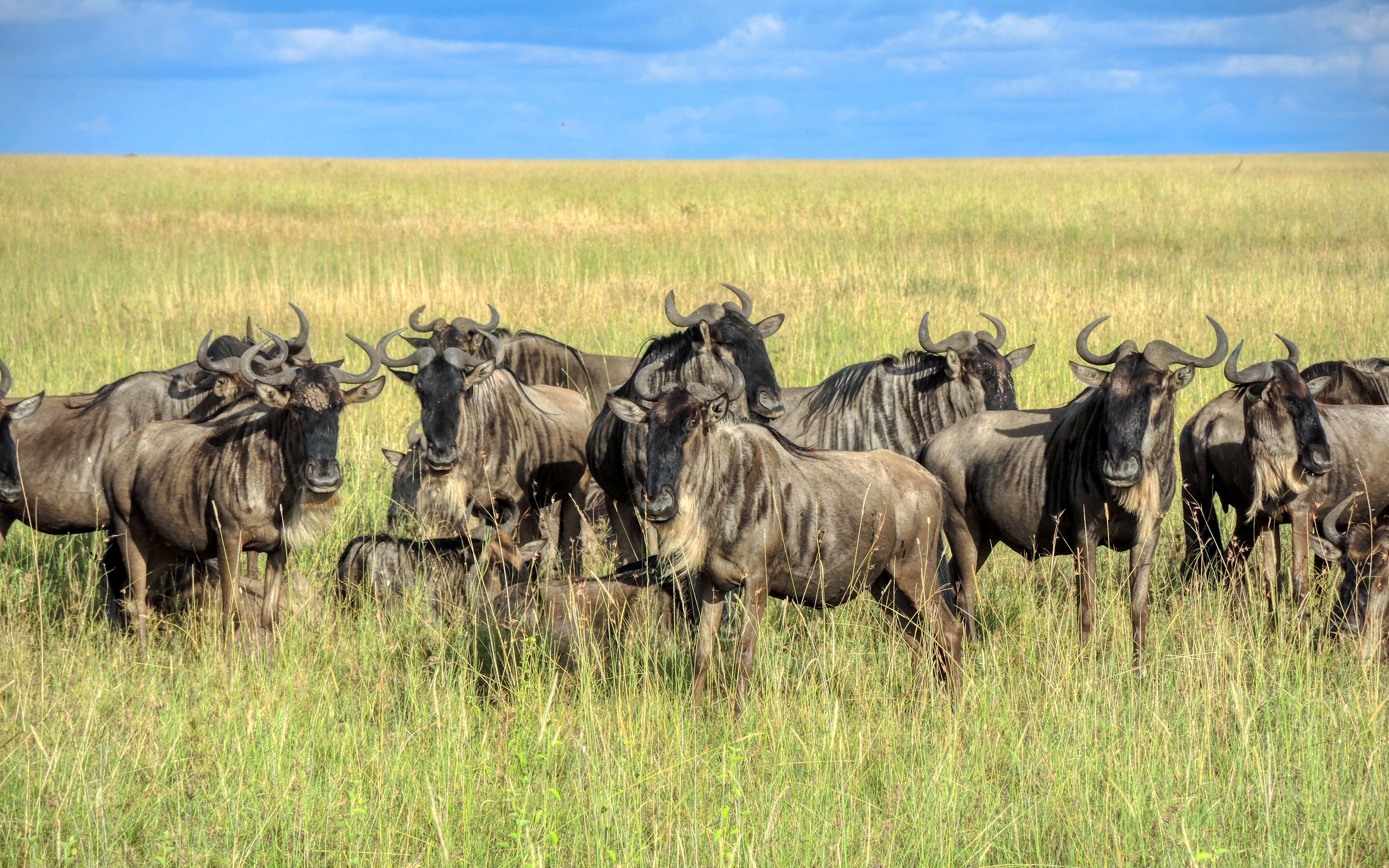 Serengeti National Park